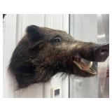 HOG FROM TENNESSEE