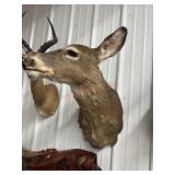 Doe deer mount