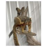 SQUIREL MOUNT 2 ON DRIFT WOOD 21" TALL