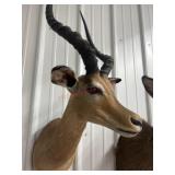 IMPALA MOUNT FROM AFRICA
