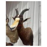 AFRICAN WALL MOUNT BLESBOK