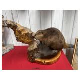 LARGE BEAVER MOUNT WITH CHEWED LOG