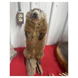 GROUND HOG MOUNT ON STAND 18" TALL