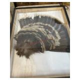 Framed Turkey feathers