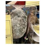 PRE-HISTORIC STAR CORAL IN CASE