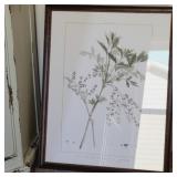 ZANTHERIZA FRAMED PRINT