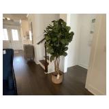 FAUX FIG TREE