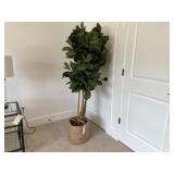 FAUX FIG TREE