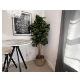 FAUX FIG TREE