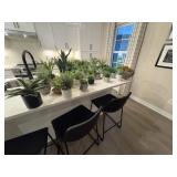 31PC ASSORTED SUCCULENTS