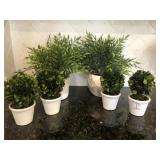 6 PC ASSORTED GREENERY