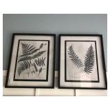 FERN PRINTS