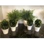 6 PC ASSORTED GREENERY