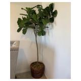 FICUS GREENERY