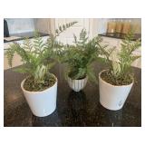 3PC FERN PLANT
