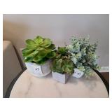 4PC SUCCULANTS