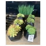 7PC SUCCULENTS