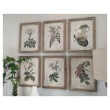 6PC BOTANICAL PRINTS IN NATURAL WOOD FRAME
