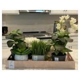 ASSORTED GREENERY W/TRAY