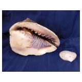 Giant conch seashell - Mussel shell