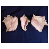 3 conch seashells