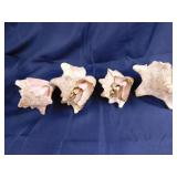 4 conch seashells