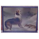1906 Found Collie dog & sheep print by Walter Hunt
