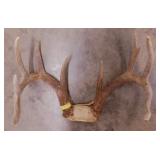 White tail 10 pt. buck deer antlers