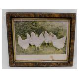 1901 First Prize Pen of Plymouth Rocks photo print