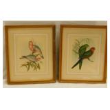2 vintage John Gould bird prints: Pink Cockatoos -