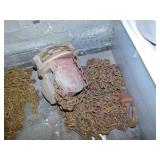 Coffing 1 ton chain hoist w/ hooks