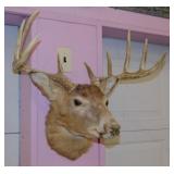 Nice taxidermy 10 point buck deer, 19.5" spread