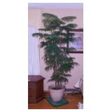 Live Norfolk Island Pine tree in planter,