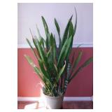 Live Snake Plant aka Mother-in-Law's Tongue,
