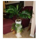 Live Parlor Palm plant in ceramic planter on