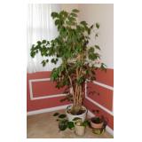 Live ficus Benjamina House tree & plants,