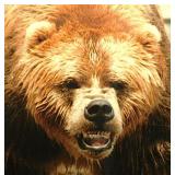 Fierce Grizzly Bear photo, double matted & framed,