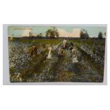 1912 Black Americana Cotton Pickers postcard,