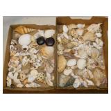 Seashells