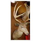 Taxidermy 10 point buck mule deer, 20" spread,