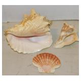 Conch seashells - Scallop seashell