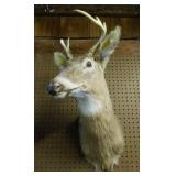 Taxidermy 6 point buck whitetail deer wall mount