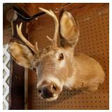 Taxidermy 6 point buck whitetail deer wall mount