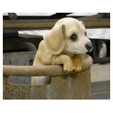 Garden yard art statues: 3 hanging dogs for fence