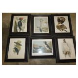 6 framed bird prints
