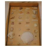 Rock - Fossil - Shell collection
