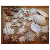 Seashells: Imperial thorny spiny oysters -