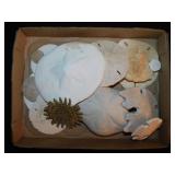 Multileg sunflower starfish, 3.5" diam. -