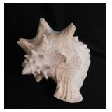 Large horned king helmet conch seashell shell, 8"