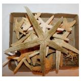 Starfish seashells, largest is 9.5" diam